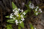 Crusea_longiflora