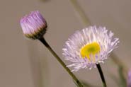 Erigeron_bell