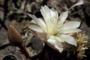 Lewisia_rediv