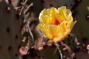 Opuntia_macro