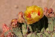 Opuntia_phaea