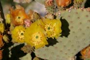 Opuntia_ruf