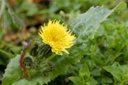 Sonchus_oler