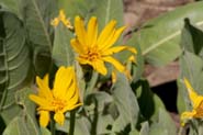 Wyethia_moll