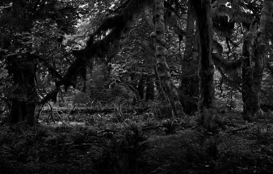 Hoh Rainforest, 1 Aug 2008. A dark black & white version of the above.
