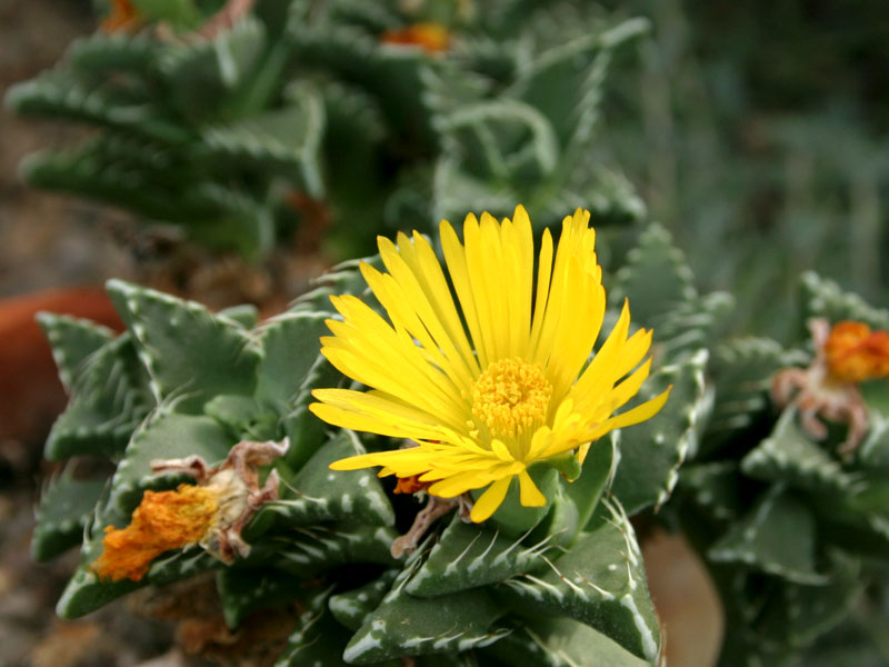 Faucaria_tig_11-2903_6015