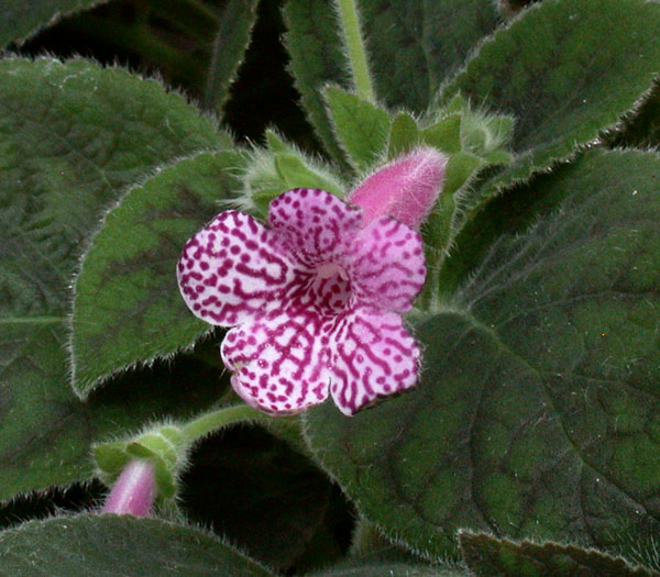 Kohleria_1-03_6297