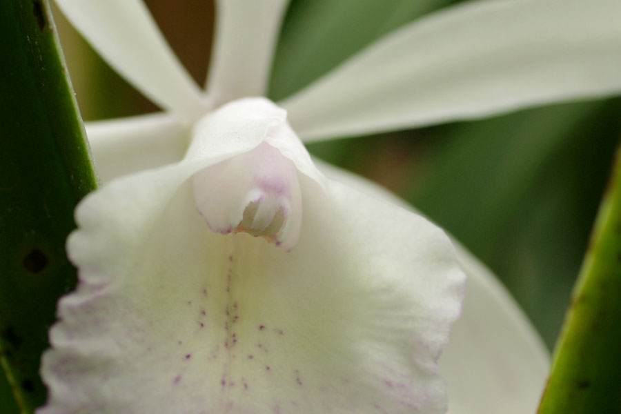 Laelia_lind_1-2304_7803