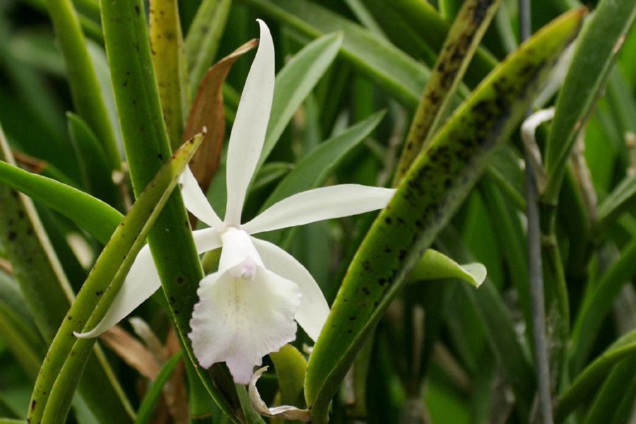 Laelia_lind_1-2404_7793