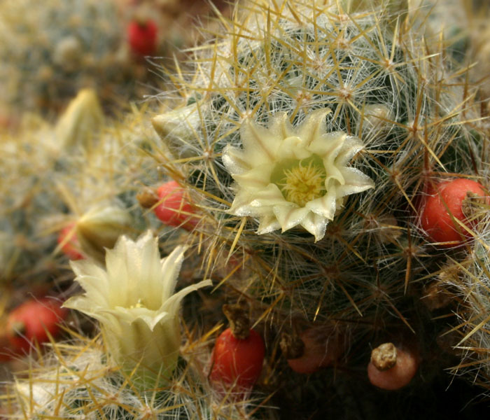 Mammillaria_12-603_6258