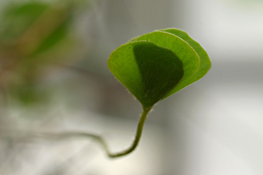 Marsilea_2-704_8669