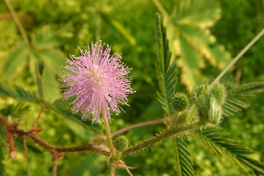 Mimosa_pud_12-603_6245