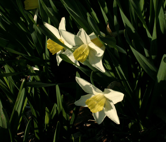 Narcissus_4-03_0895