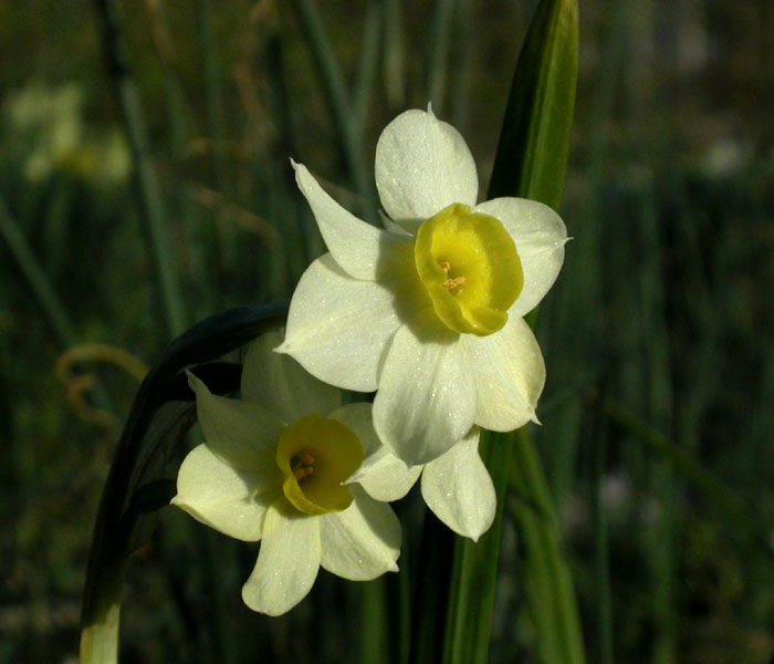 Narcissus_4-03_0903