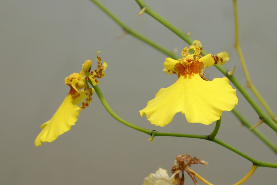 Oncidium_sph_1-2304_7808