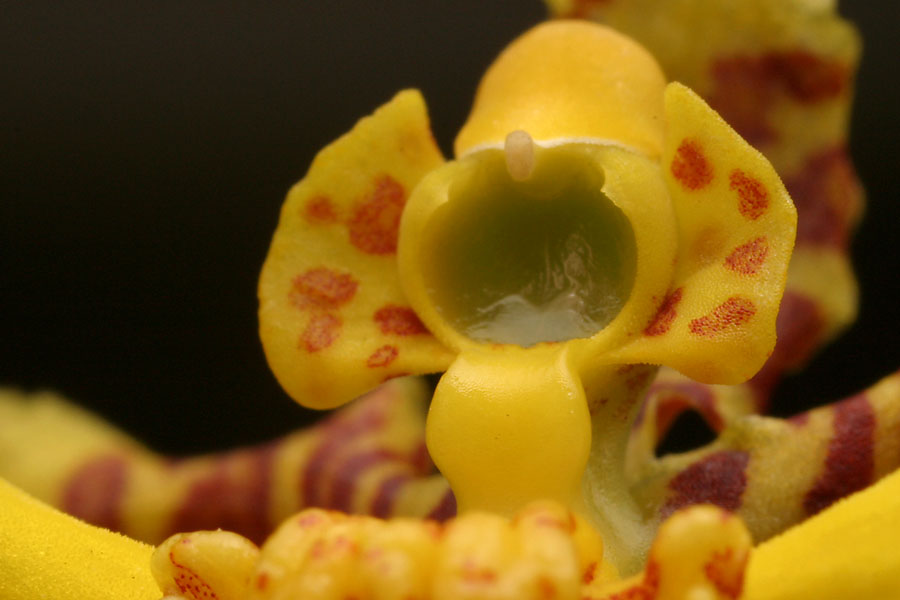 Oncidium_sph_1-2304_7816