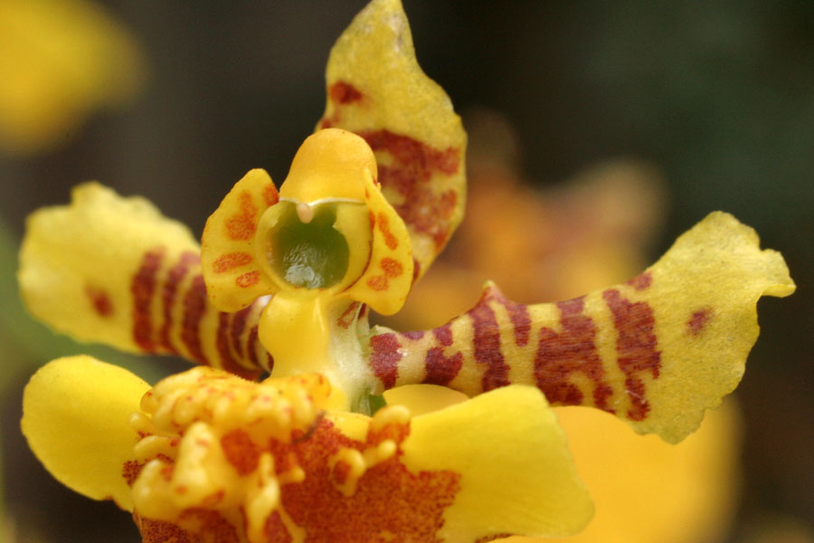 Oncidium_sph_12-1503_6363