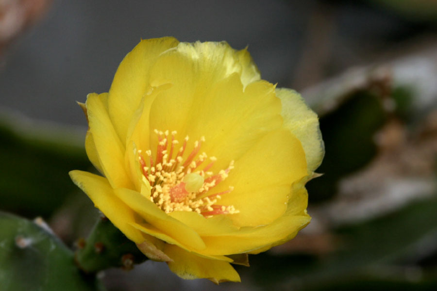 Opuntia_eng_3-3004_1837