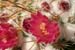 Mammillaria_2-2104_9427