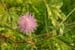 Mimosa_pud_12-603_6245