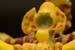 Oncidium_sph_1-2304_7816